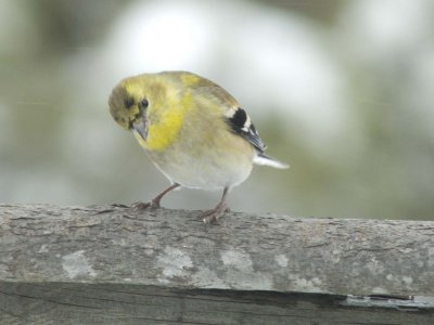 What?
Am Goldfinch
