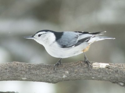 White-breasted Nuthatch