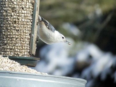 White-breasted Nuthatch