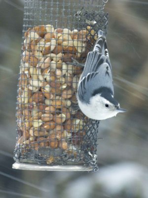 White-breasted Nuthatch
in snow
