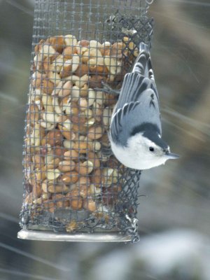 White-breasted Nuthatch
in snow