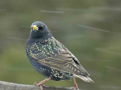 Starling in snow