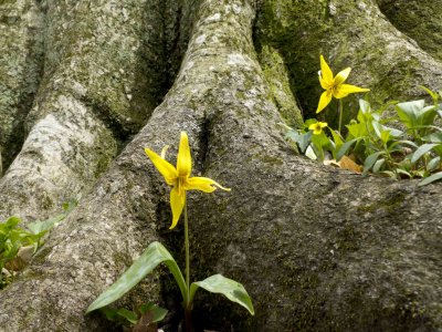 Yellow Troutlily
McCormick's Creek SP IN