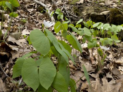 Twinleaf
McCormick's Creek SP IN