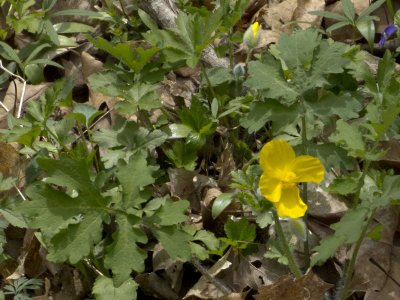 Celandine Poppy
McCormick's Creek SP IN