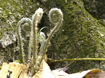 Fiddleheads, sp unknown
McCormick's Creek SP IN