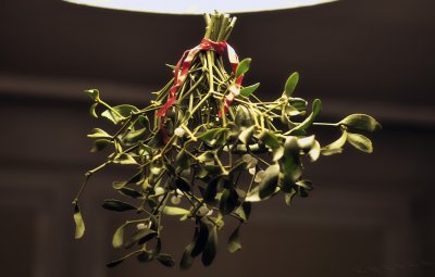 mistletoe