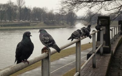 cracovian pigeons (singing with Mark Knopfler) 