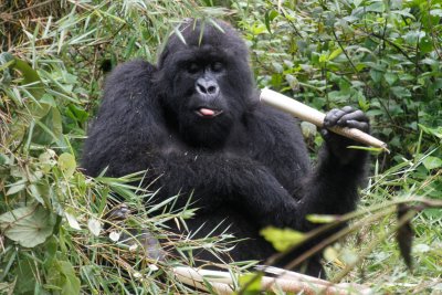 Gorillas