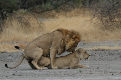African Lions mating