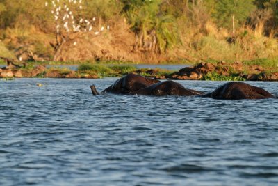 African Elephants swimimg