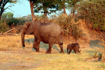 African elephant with baby