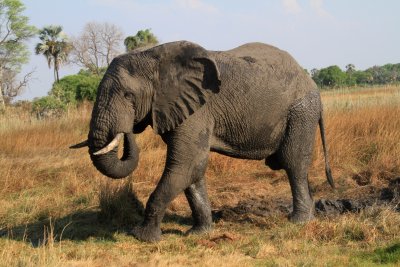 African Elephant