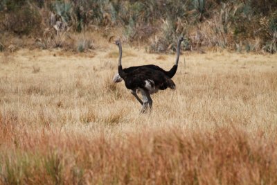 Ostrich