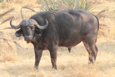 African buffalo