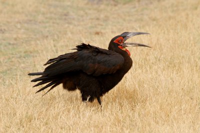 Southern Ground Hornbill