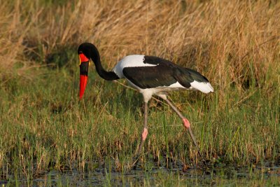 Saddlebilled Stork