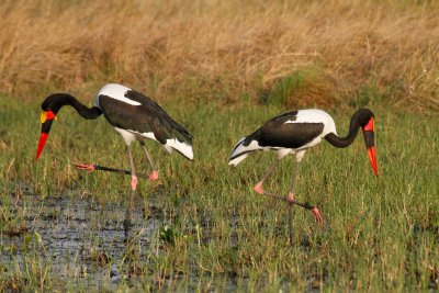 Saddlebilled Stork