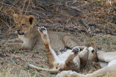 African Lions