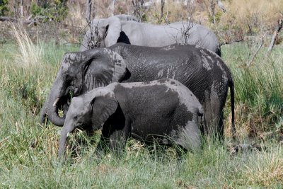 African Elephants