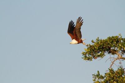 African Fish Eagle