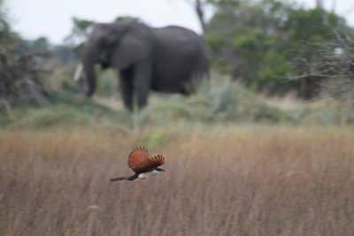 Coppery-tailed Coucal & elephant