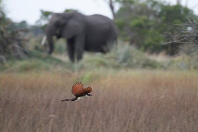 Botswana