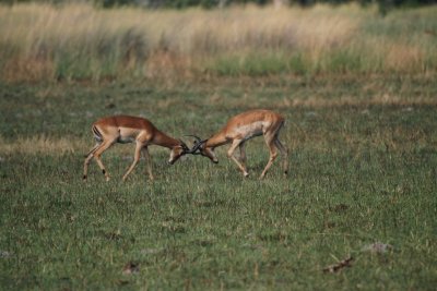 Impla teenagers practice fighting