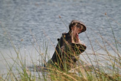 Hippopotamus 