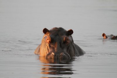 Hippopotamus 
