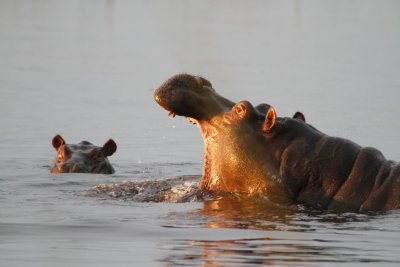 Hippopotamus 