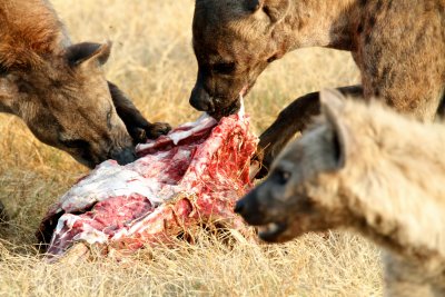 Spotted Hyaena devouring kill