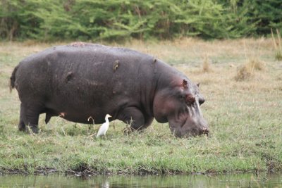 Hippopotamus 