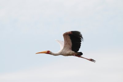 Yellow-billed stork