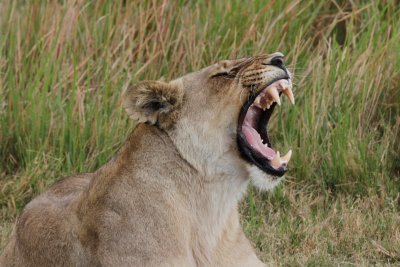 African Lion