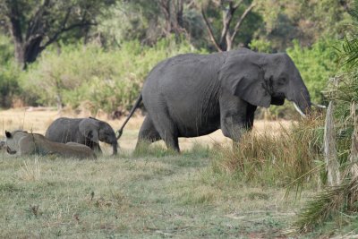 African Lion watching elephants pass by