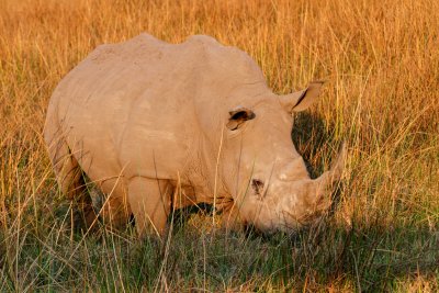 Rhino
