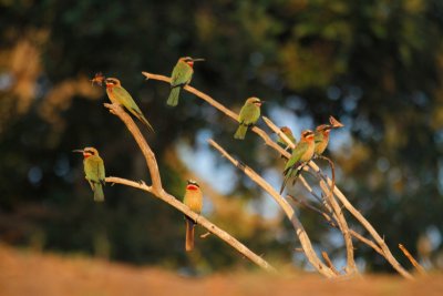 Little Bee-eaters