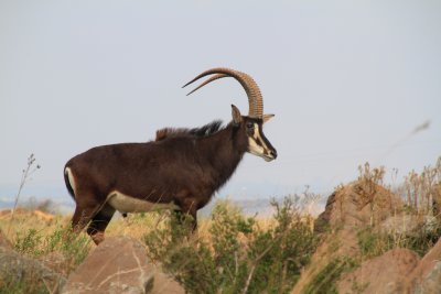 Sable Antelope 