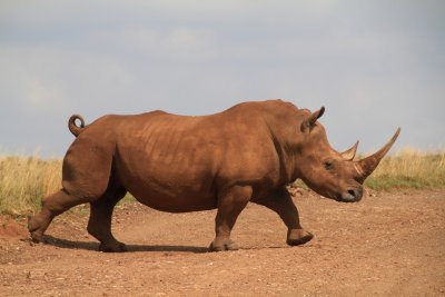 Rhino