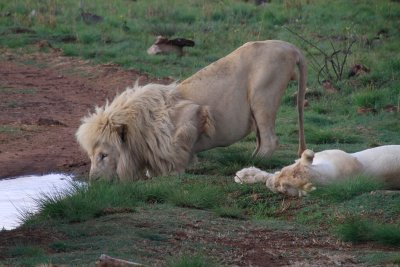 White lion