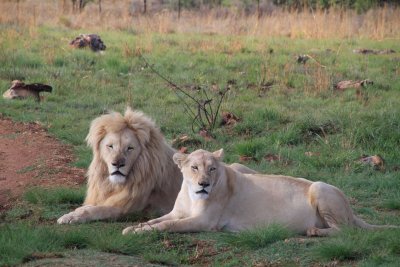 White Lion