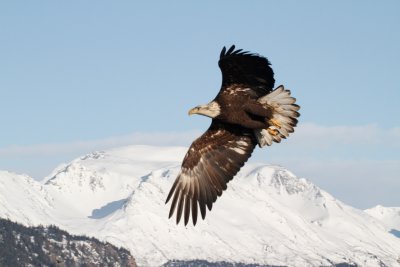 Eagle, Nome Alaska