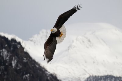 Eagle, Nome Alaska