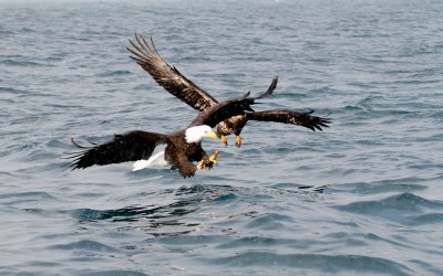 eagle_homer