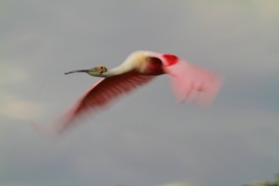 Spoonbill, Bosque del Apache