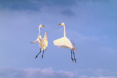 Great Egret