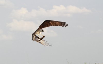 Osprey