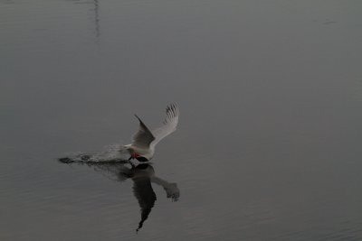 Tern