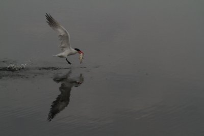 birds_florida